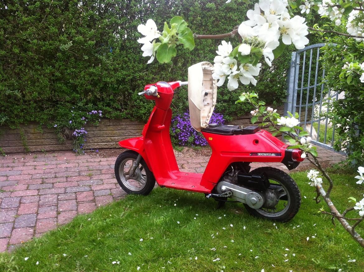 Honda Melody billede 14