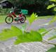 Puch Maxi S