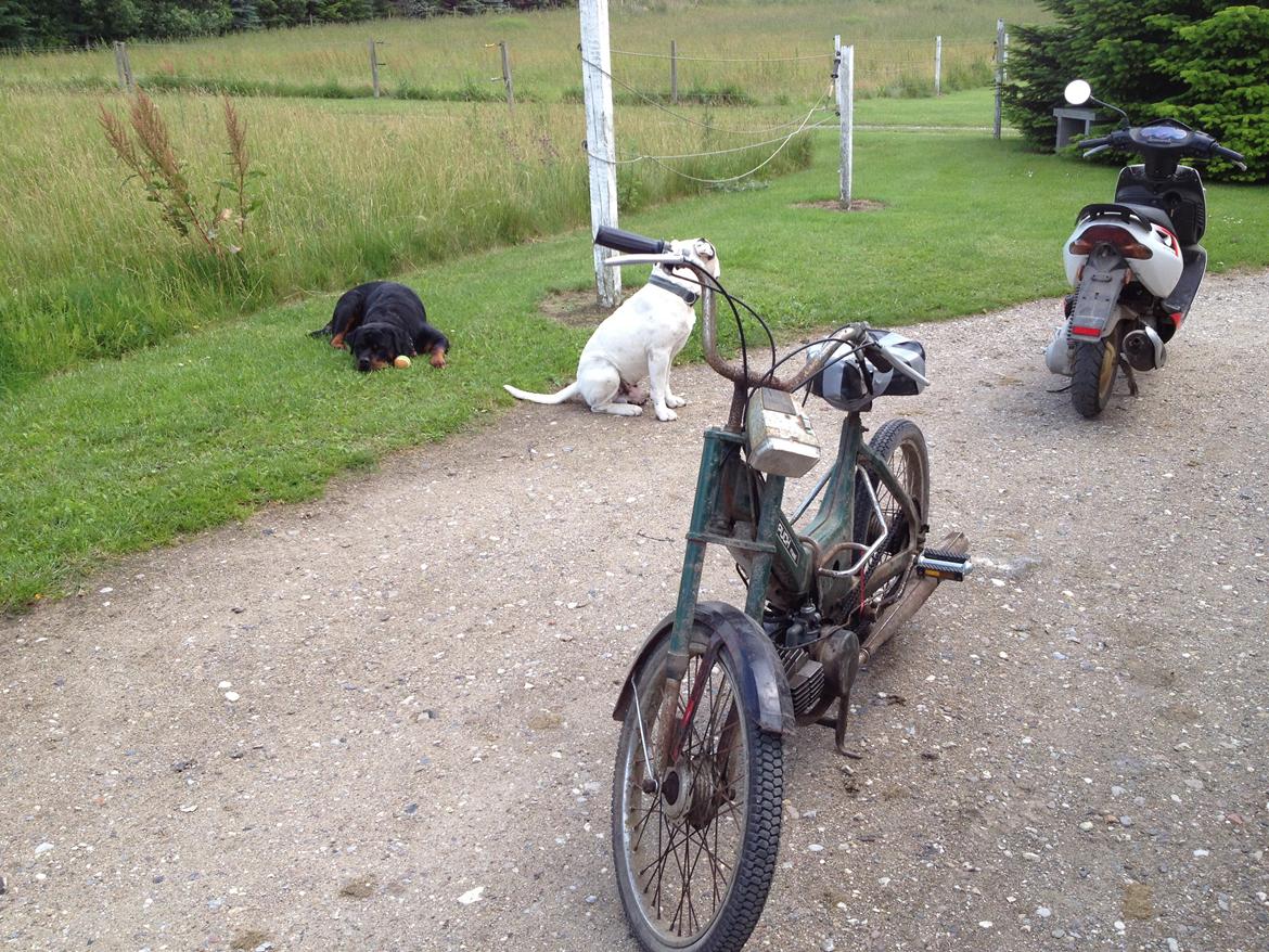 Puch maxi p billede 5