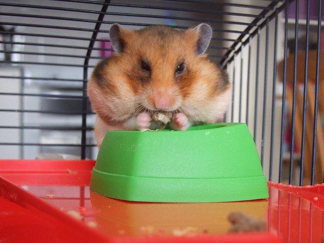 Beta Ark RR DD - Kan i se ligheden? billede 9