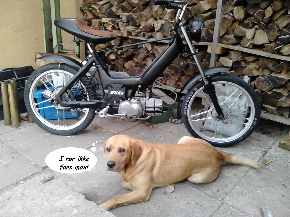 Puch Maxi (spider) billede 2