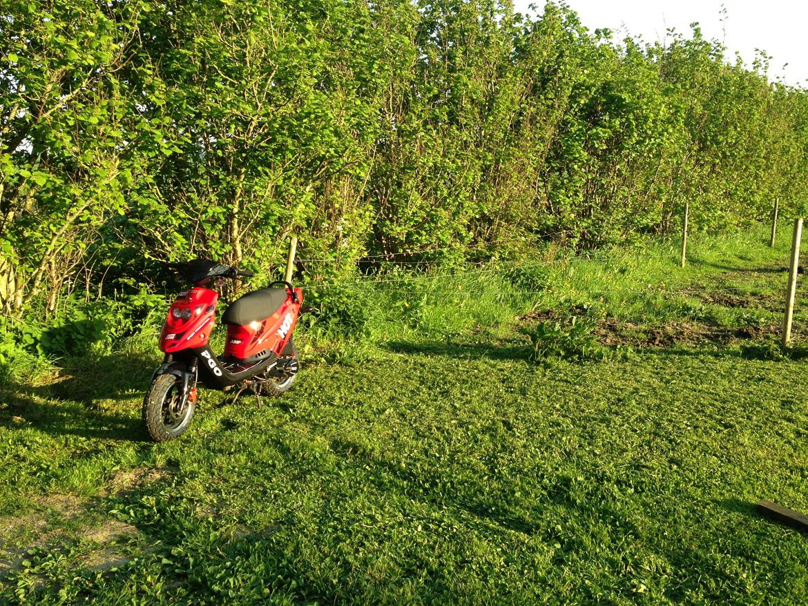 PGO Hot 50 SP billede 11