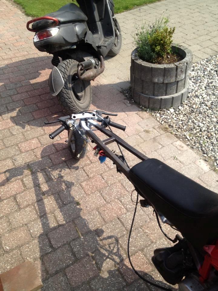 Adly tmp baboon billede 8