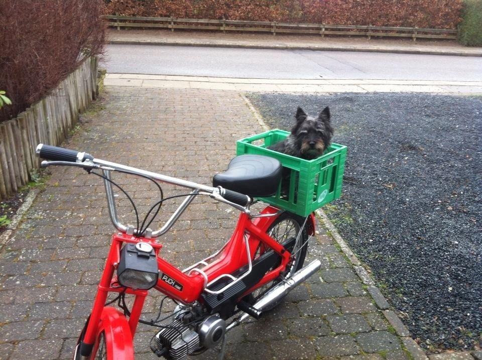 Puch Maxi - K billede 17