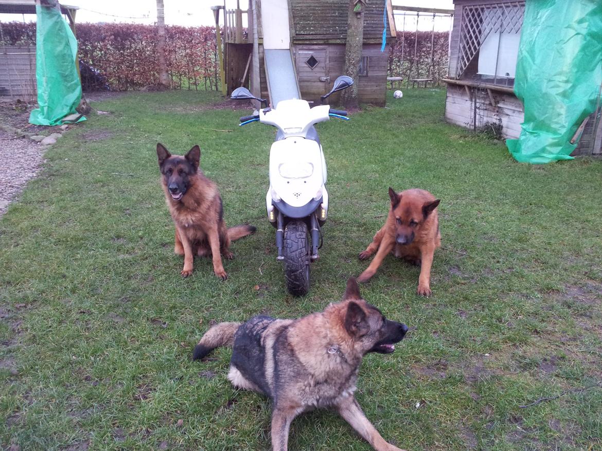 Gilera Stalker AC - Who is the boss baby? billede 5