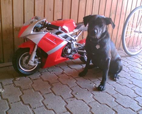 MiniBike MT-A4 (solgt) - det er rigtig nok det er en hund billede 12