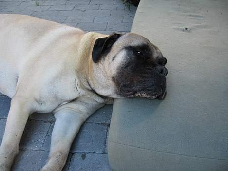 Yamaha neo´s - MIn søde hund billede 5