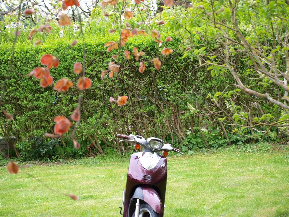 Yamaha Why billede 13