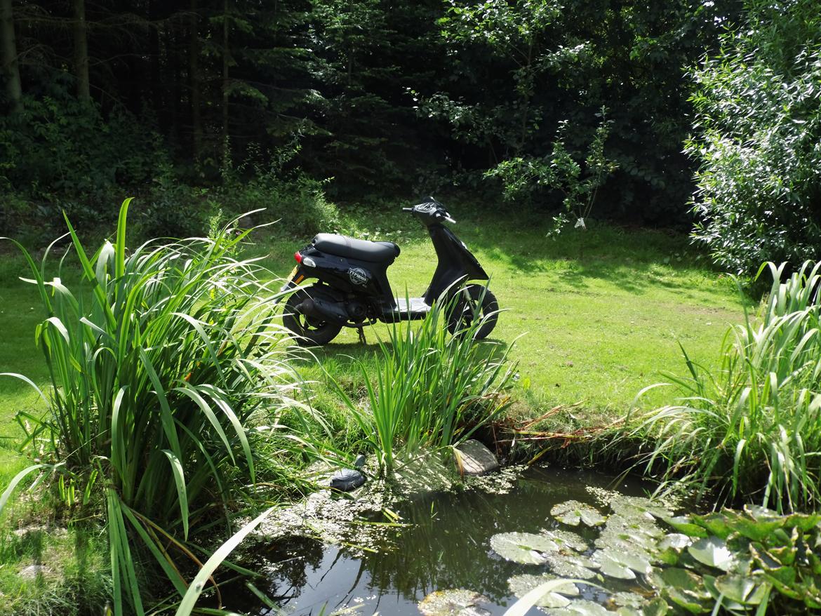 Piaggio Typhoon billede 1