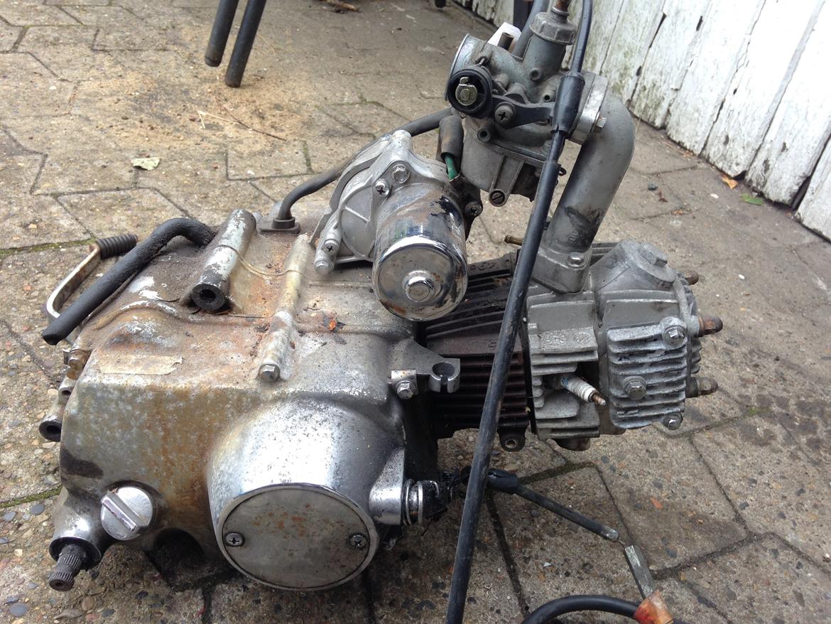 Regal Regal Raptor billede 12