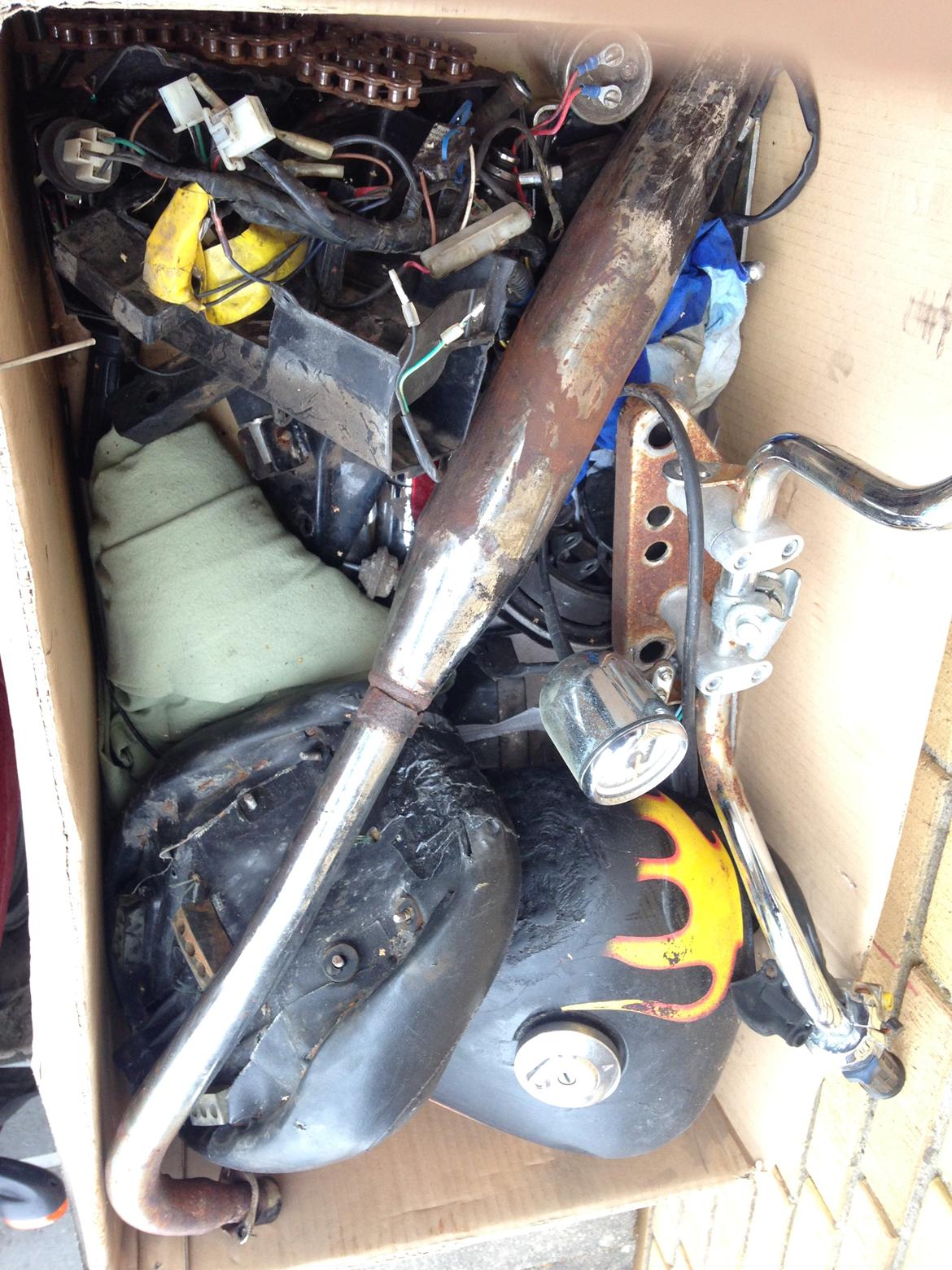 Regal Regal Raptor billede 13