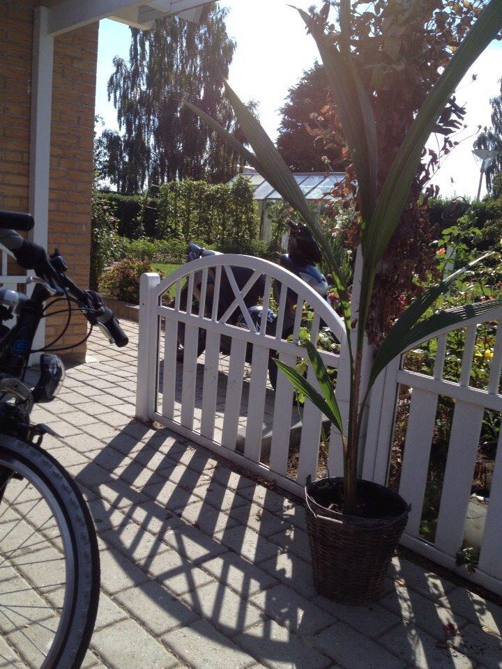 Honda Sfx "hverdags jern" billede 18