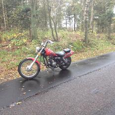 Regal Raptor (Isabella)