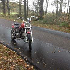 Regal Raptor (Isabella)