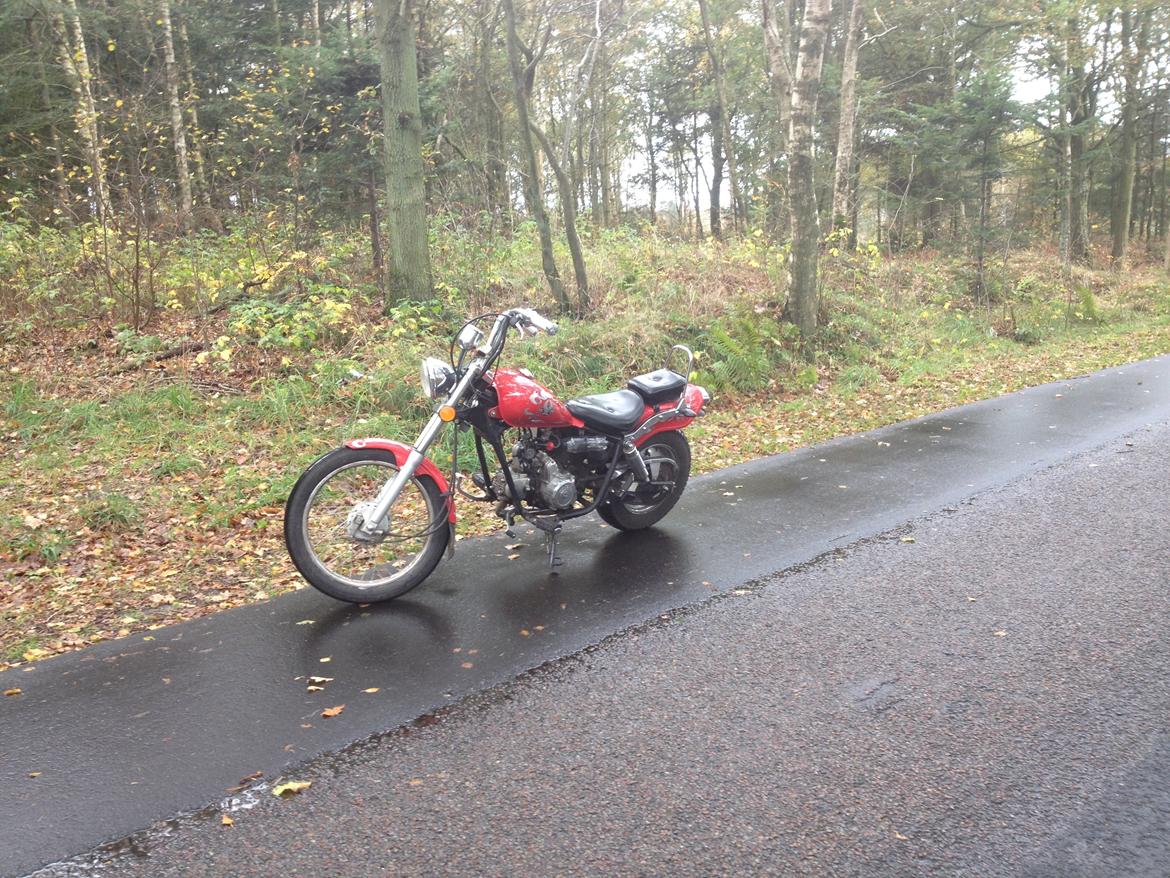 Regal Raptor (Isabella) billede 2