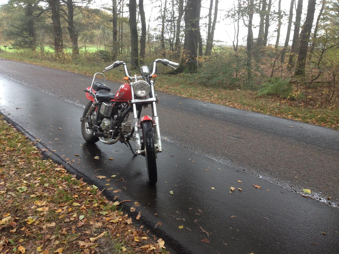 Regal Raptor (Isabella) billede 3