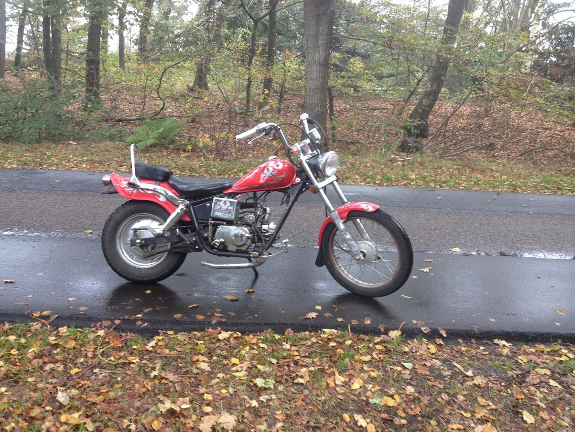 Regal Raptor (Isabella) billede 4