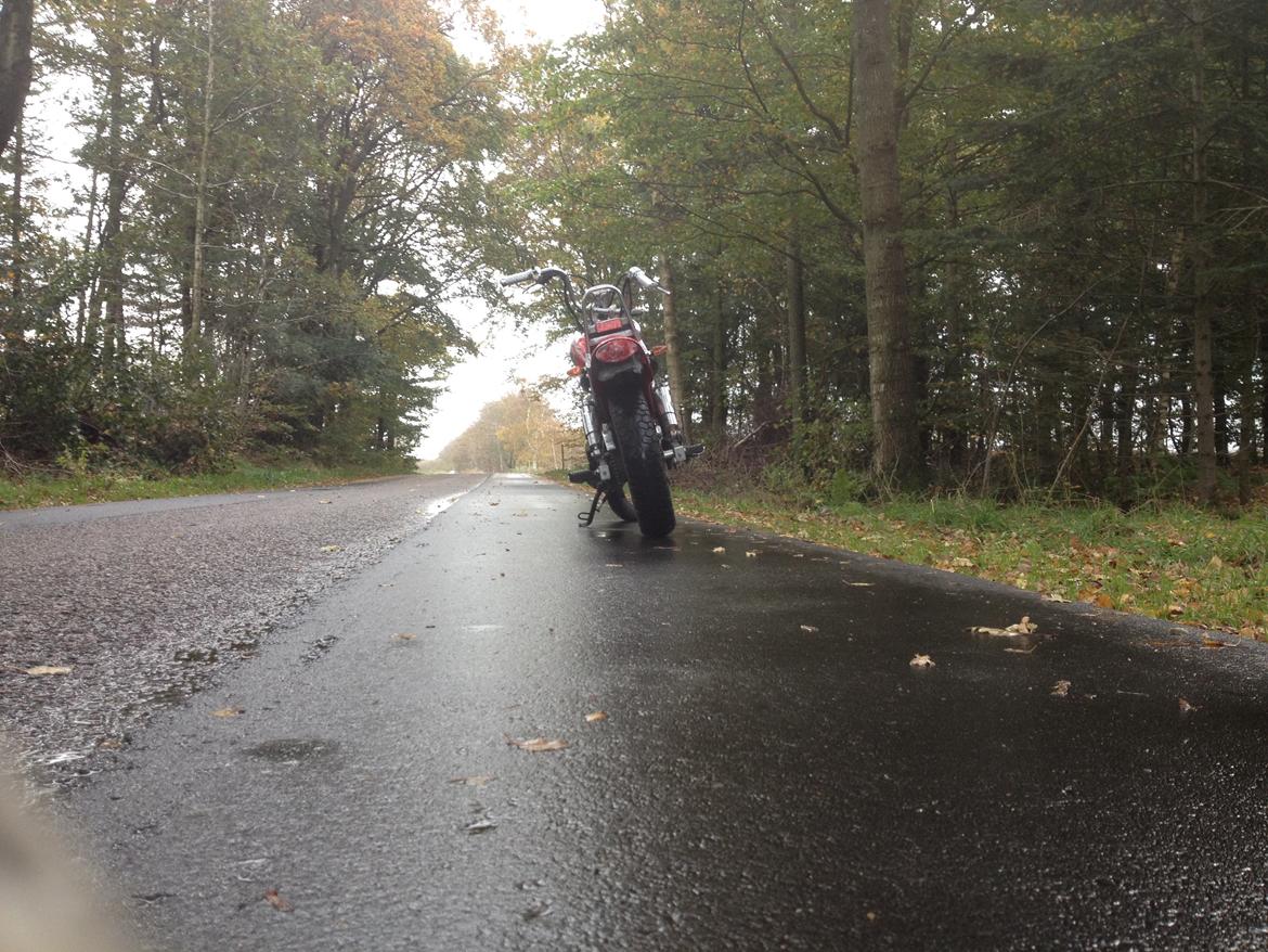 Regal Raptor (Isabella) billede 6