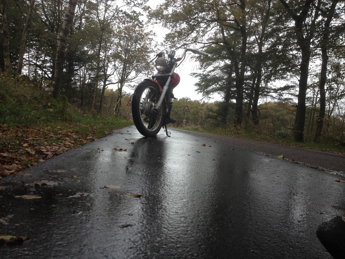 Regal Raptor (Isabella) billede 7