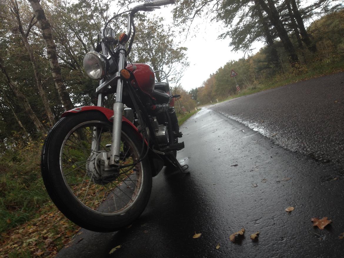 Regal Raptor (Isabella) billede 8