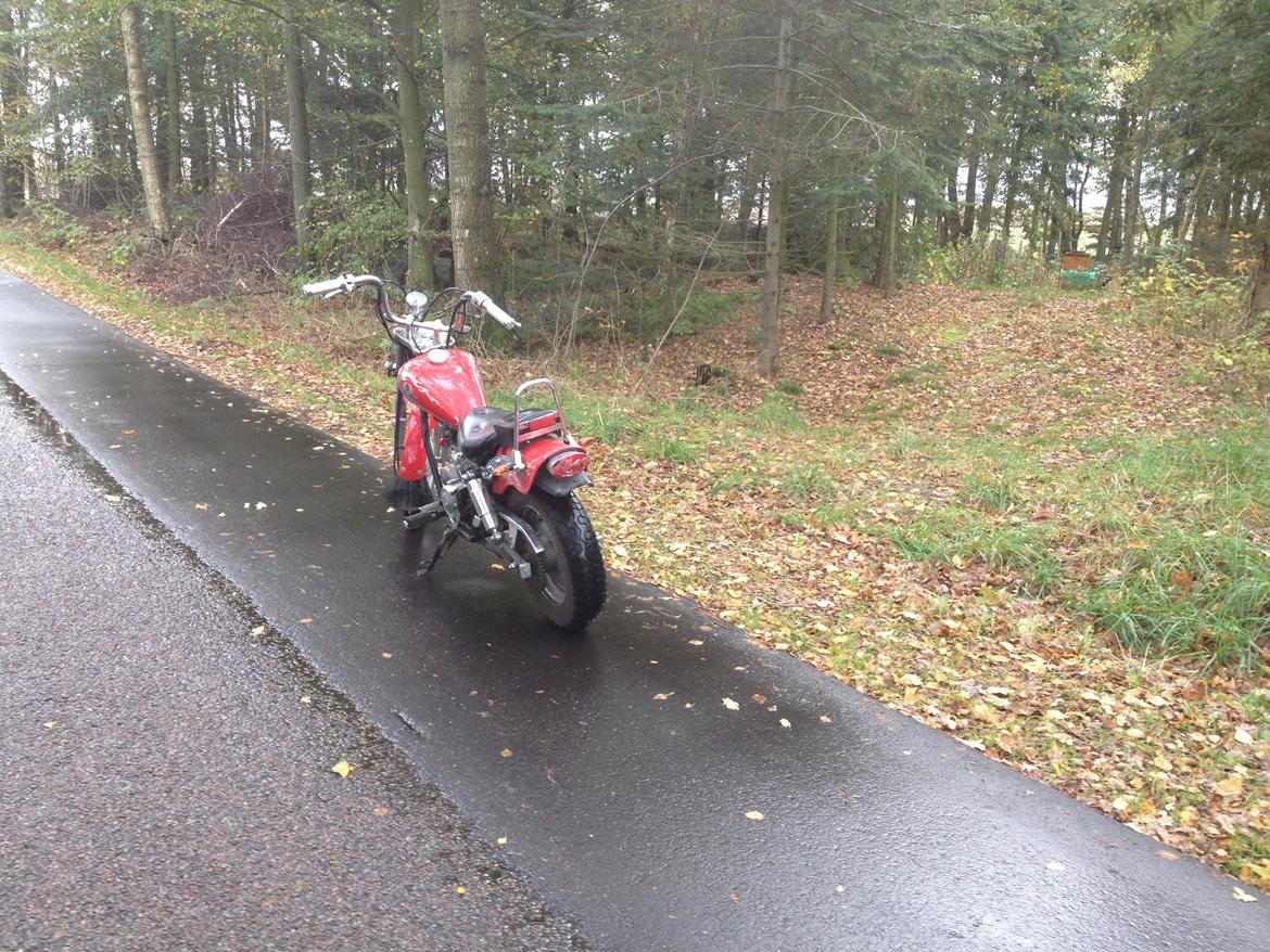 Regal Raptor (Isabella) billede 5