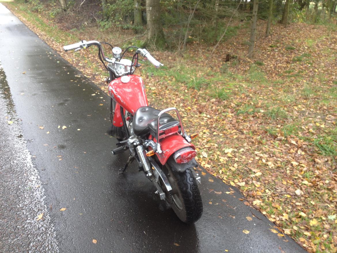 Regal Raptor (Isabella) billede 9