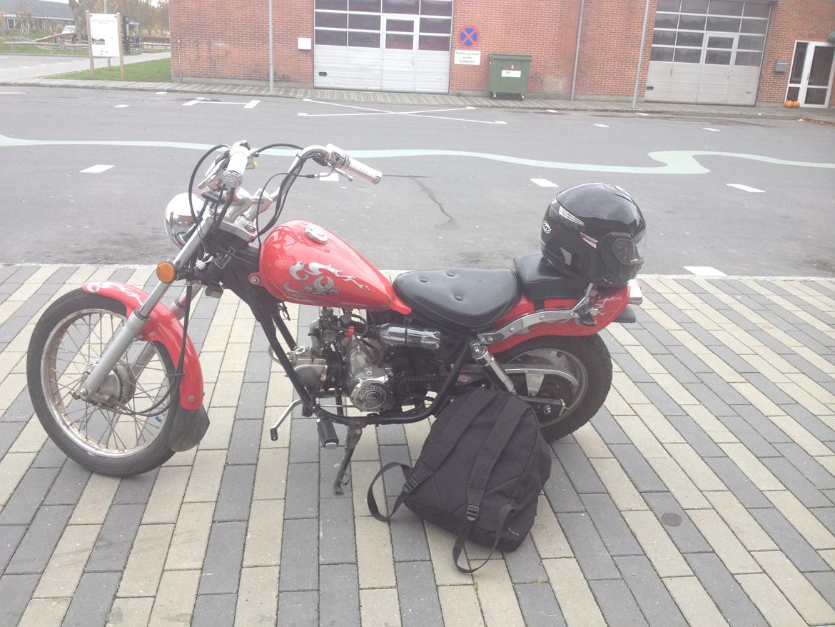 Regal Raptor (Isabella) billede 1