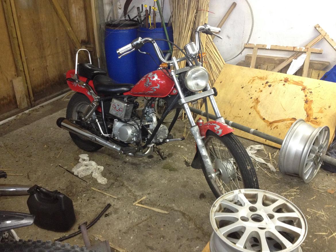 Regal Raptor (Isabella) billede 10