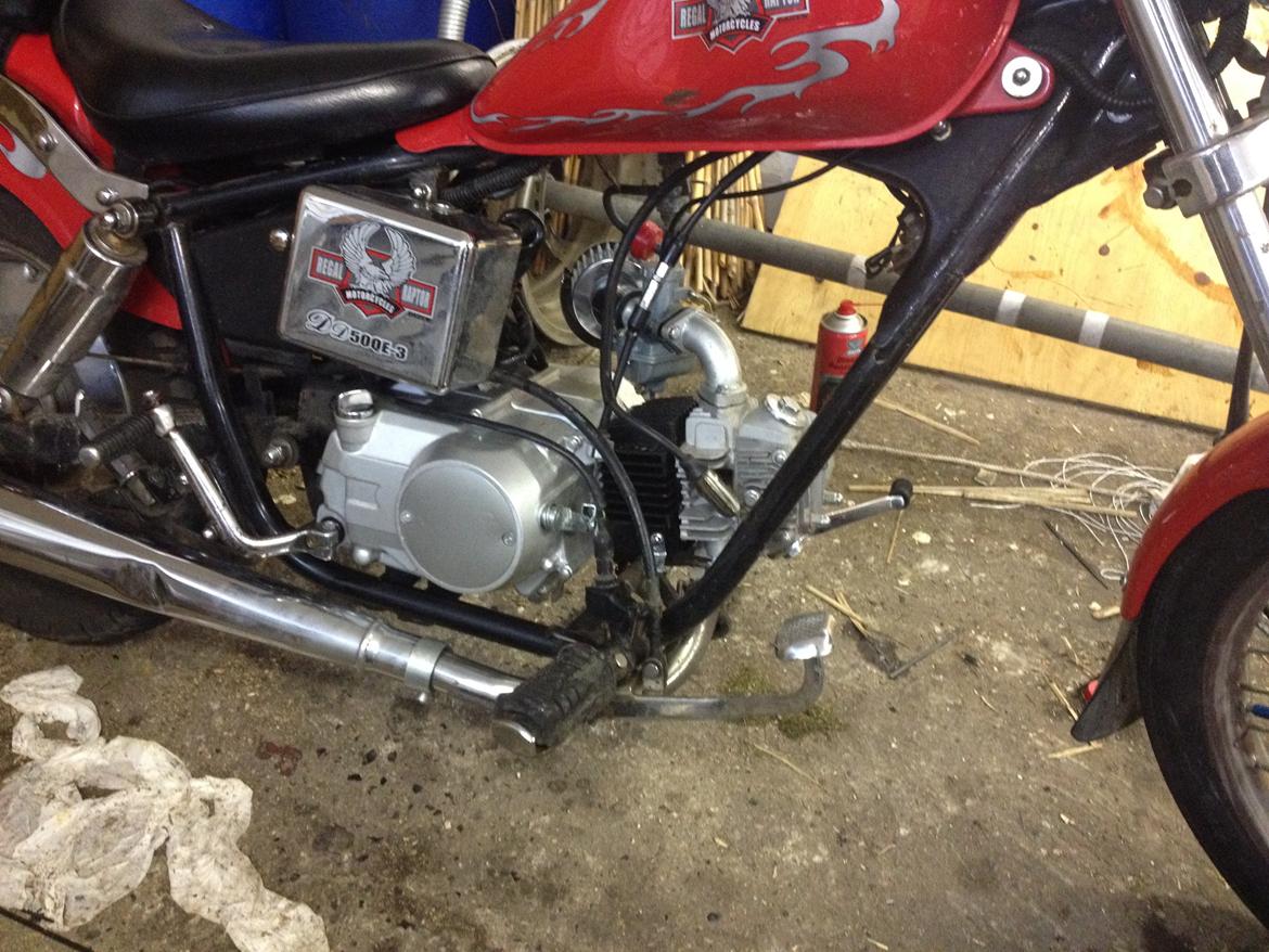 Regal Raptor (Isabella) billede 12