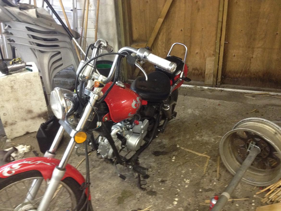 Regal Raptor (Isabella) billede 11