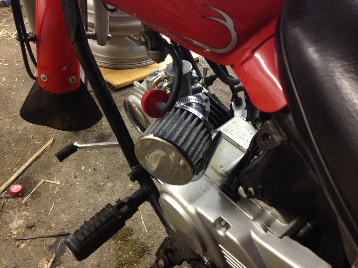 Regal Raptor (Isabella) billede 14