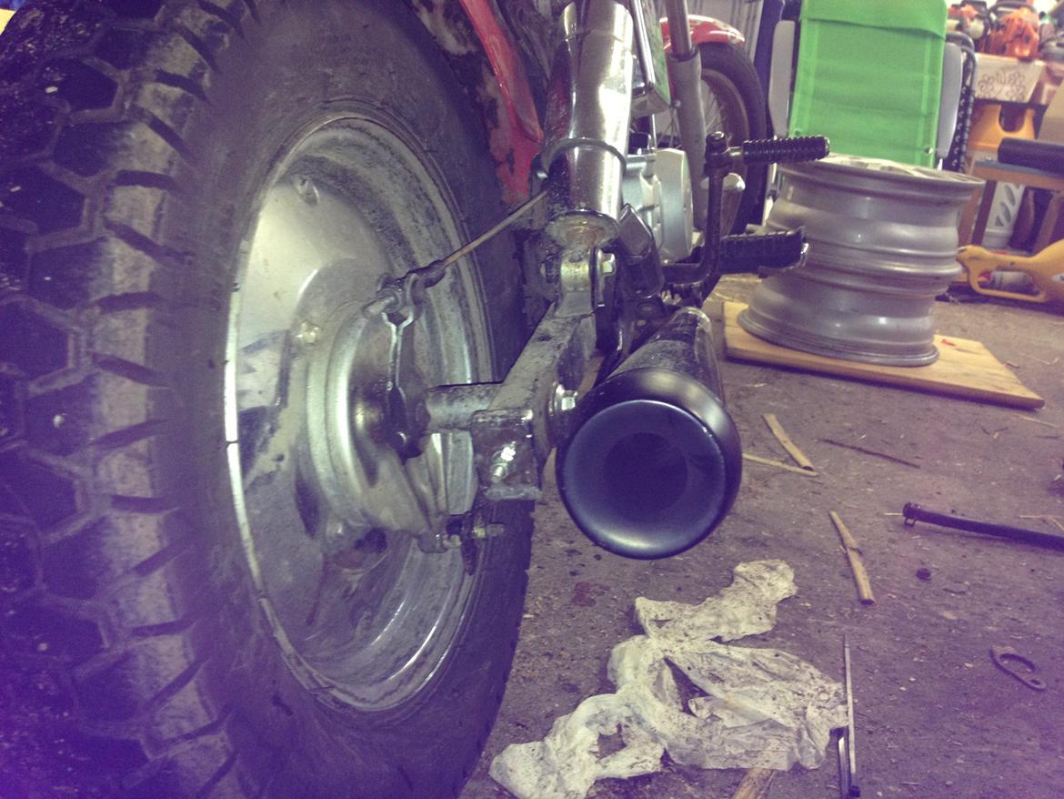 Regal Raptor (Isabella) billede 13