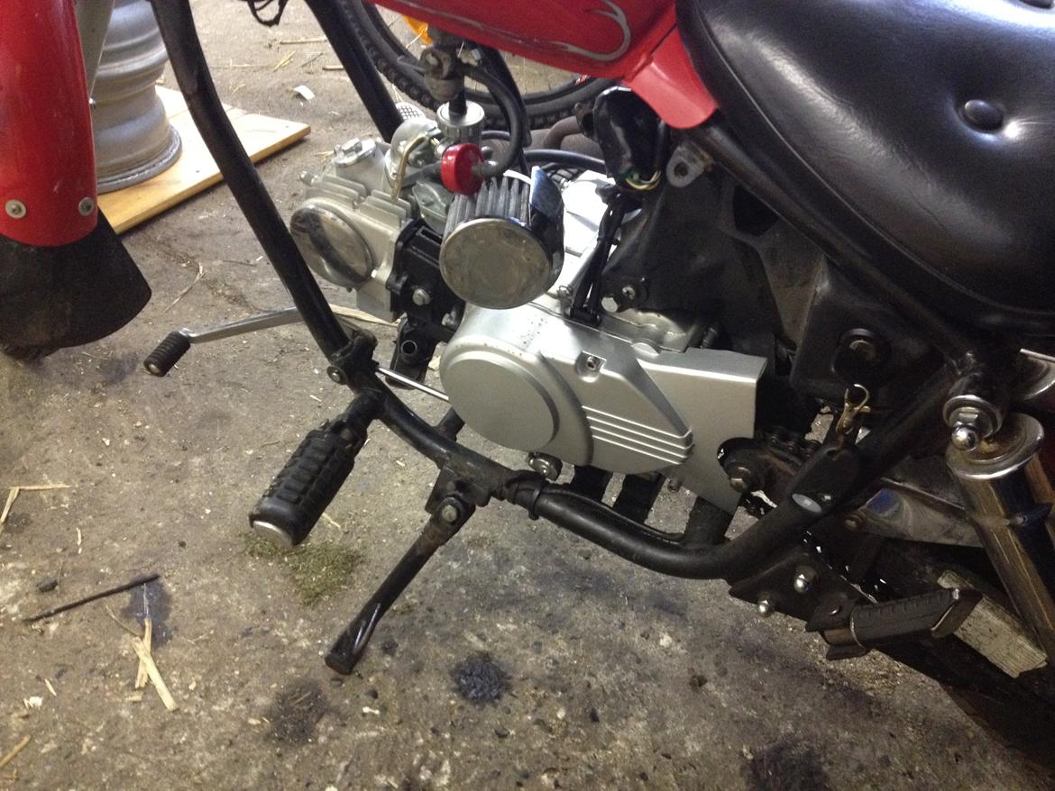 Regal Raptor (Isabella) billede 15