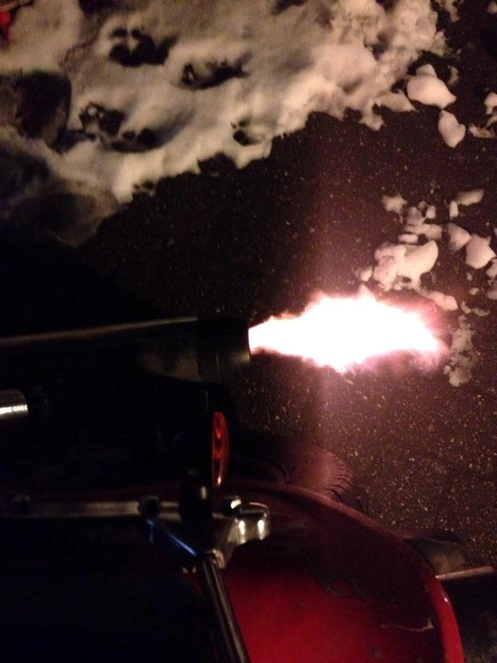 Regal Raptor (Isabella) billede 17