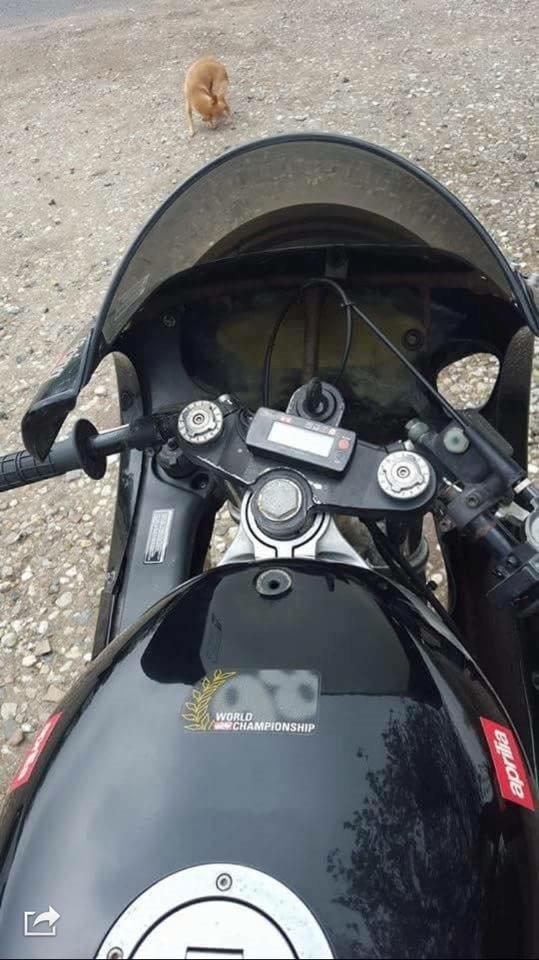 Aprilia RS50 billede 4