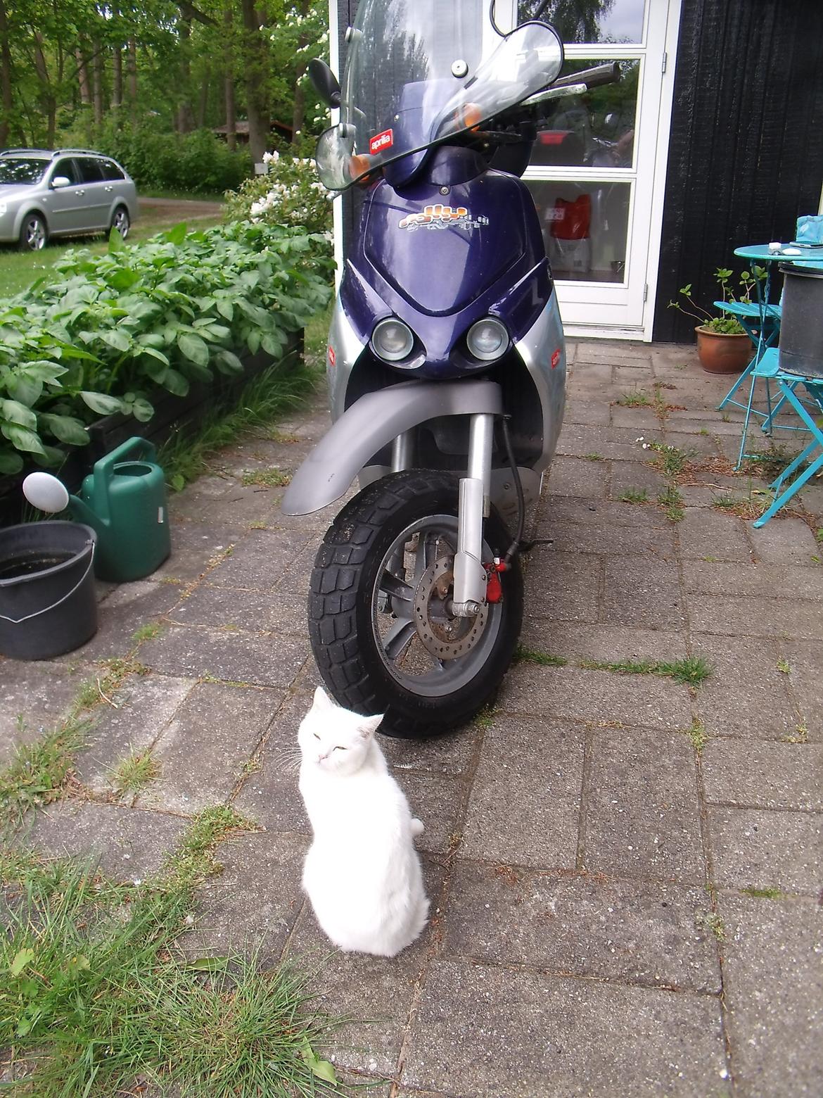 Aprilia Rally LC billede 12