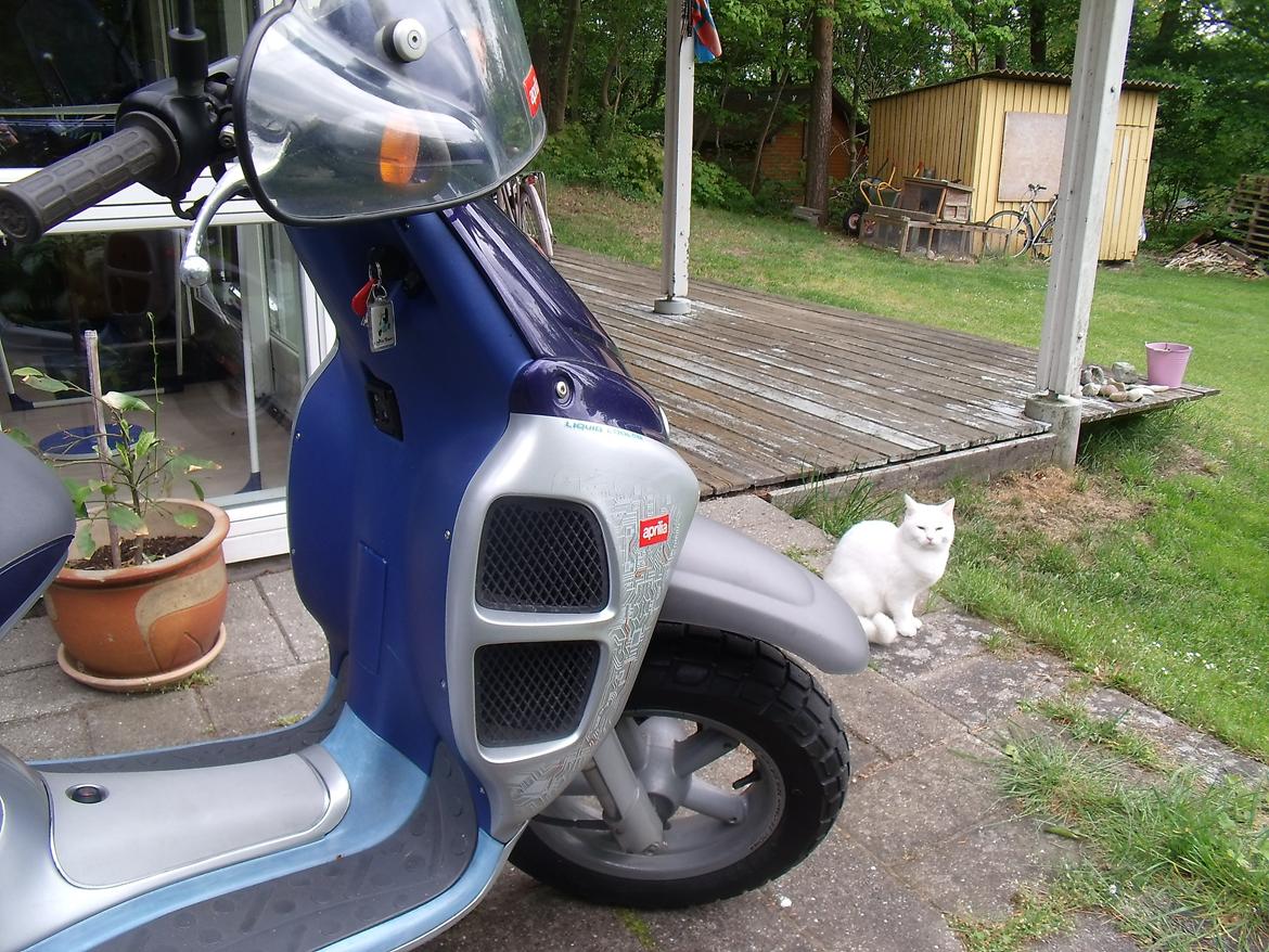 Aprilia Rally LC billede 19