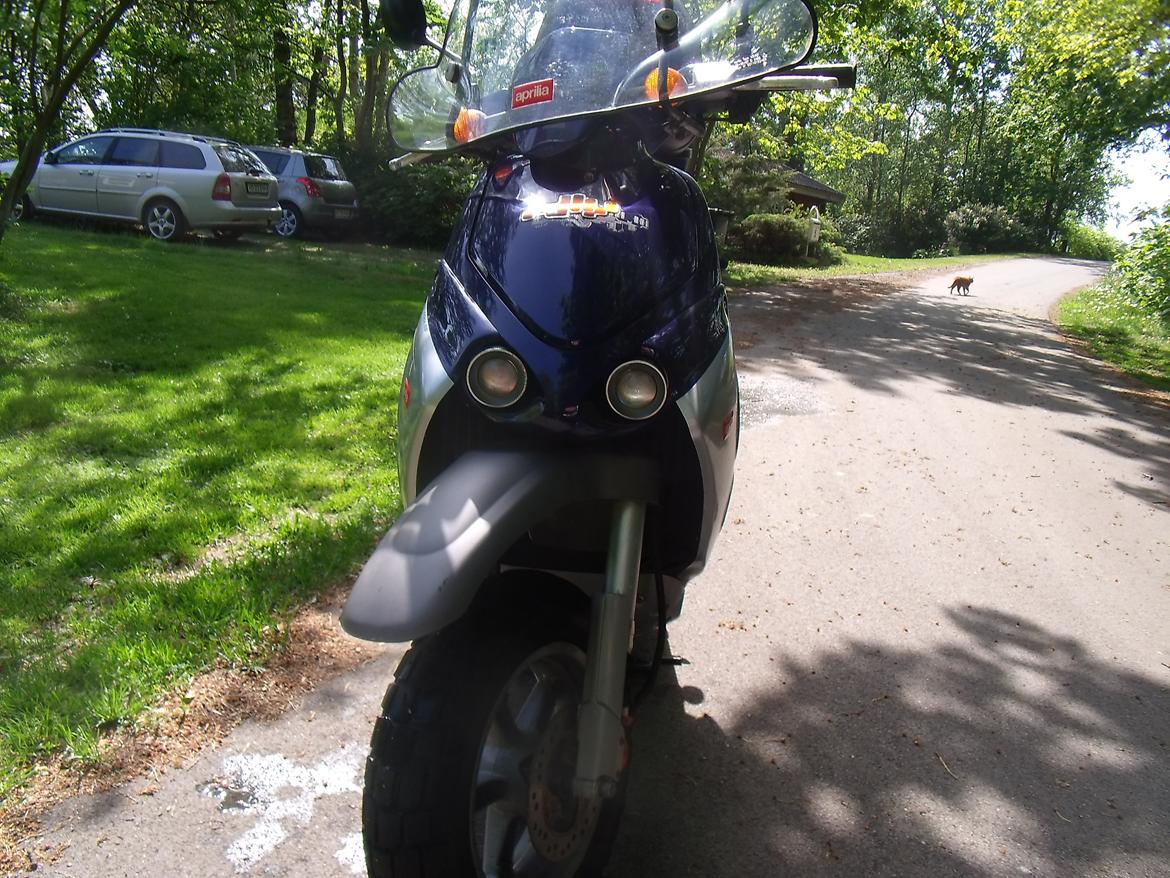 Aprilia Rally LC billede 22