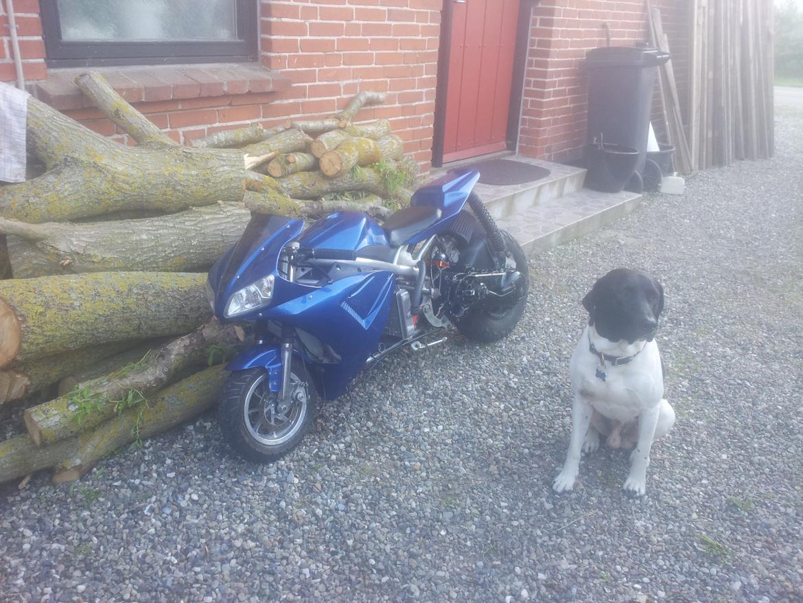 Gilera runner/poketbike billede 1