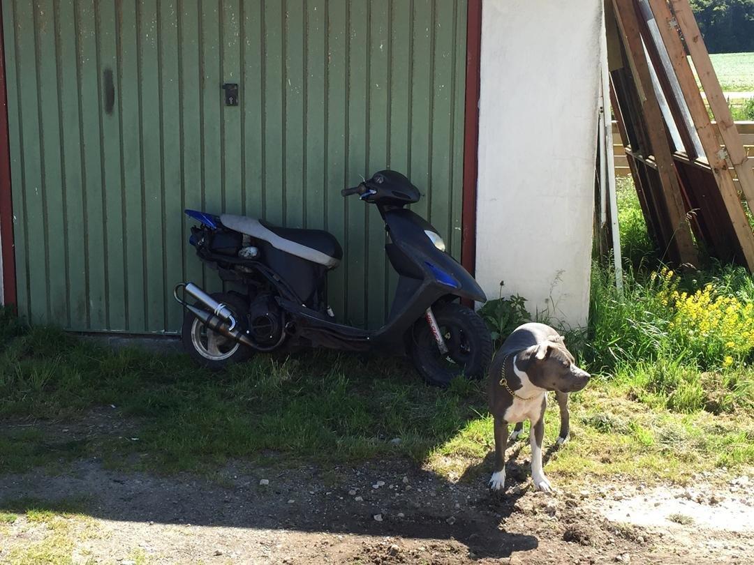 Honda SFX "Solgt" billede 3