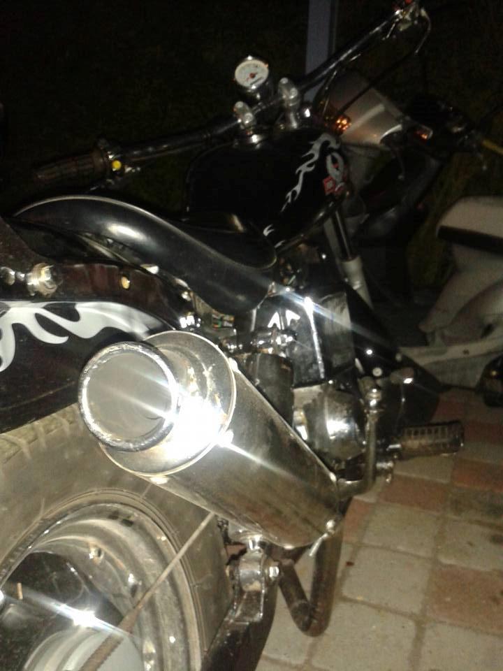 Regal Raptor billede 6