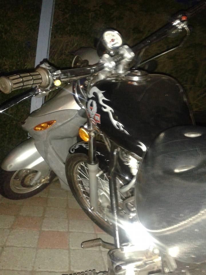 Regal Raptor billede 7