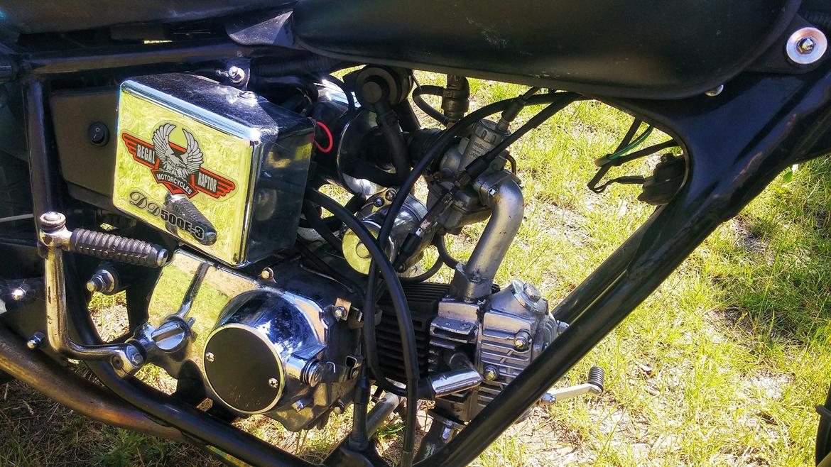 Regal Raptor billede 4