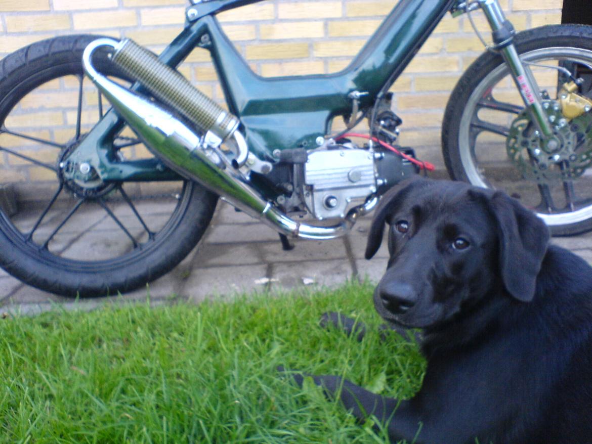 Puch 74cc Maxi / bws billede 5