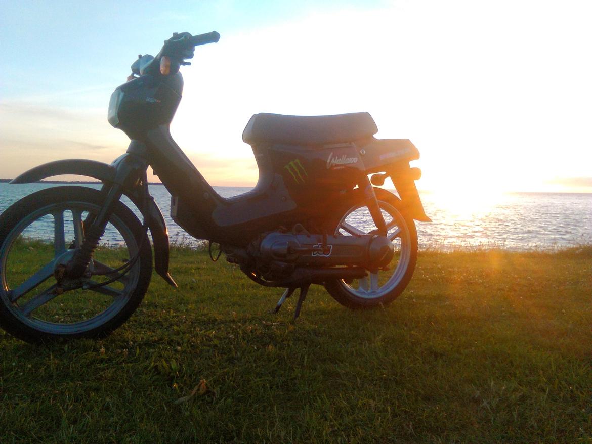 Honda Wallaroo (Trofast) SOLGT: ( billede 7