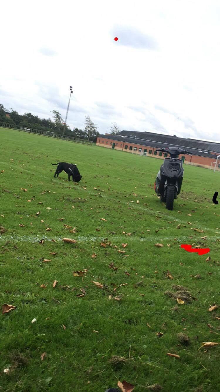 PGO Hot 50  billede 3