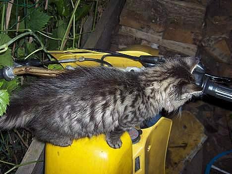 Suzuki RM 125 >*LC*< solgt billede 2