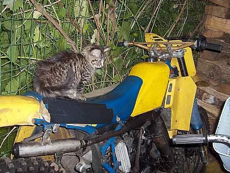 Suzuki RM 125 >*LC*< solgt billede 8