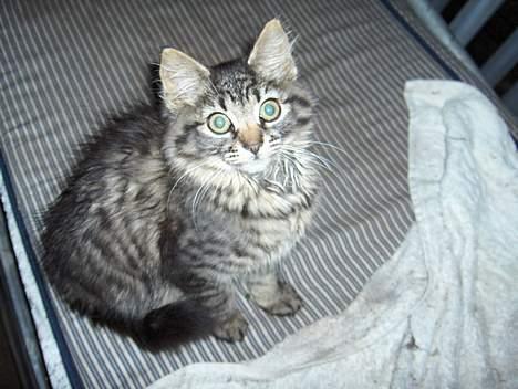 Suzuki RM 125 >*LC*< solgt billede 10