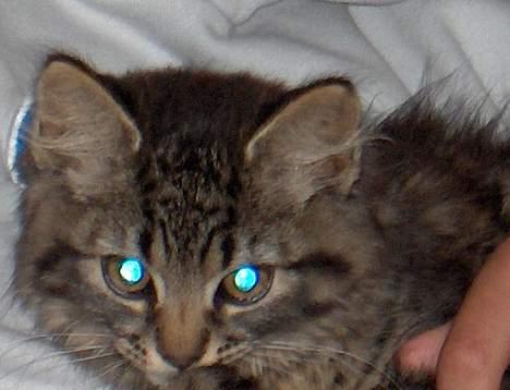 Suzuki RM 125 >*LC*< solgt billede 11